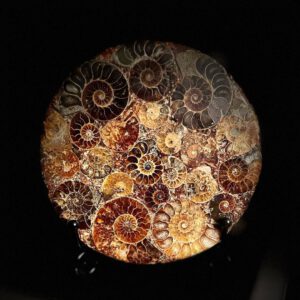 Ammonite Arc